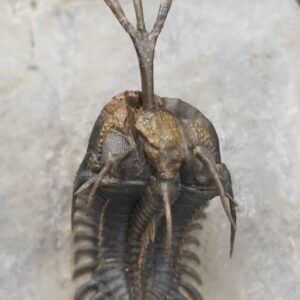 Walliserops trifurcatus from Morocco - Image 3
