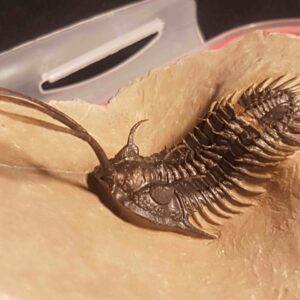 Walliserops trifurcatus Trilobite for sale from Morocco - Image 7