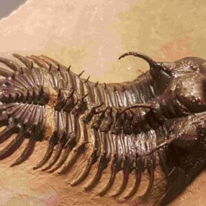 Walliserops trifurcatus Trilobite for sale from Morocco - Image 6