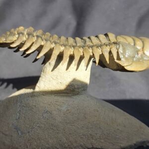 Free swimming Crotalocephalina gibbus Trilobite from Morocco - Image 3