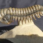 Crotalocephalina gibbus Trilobite fossil