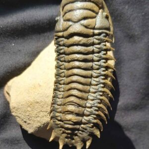 Free swimming Crotalocephalina gibbus Trilobite from Morocco - Image 4
