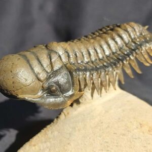 Free swimming Crotalocephalina gibbus Trilobite from Morocco - Image 5