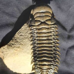 Free swimming Crotalocephalina gibbus Trilobite from Morocco - Image 6