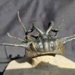 Dicranurus monstrosus Trilobite from Morocco at the online store www.fossilcave.com