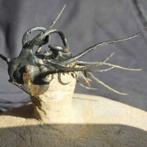 Dicranurus monstrosus Trilobite from Morocco - Image 5