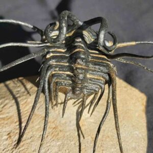 Dicranurus monstrosus Trilobite from Morocco - Image 4