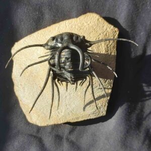 Dicranurus monstrosus Trilobite from Morocco - Image 3