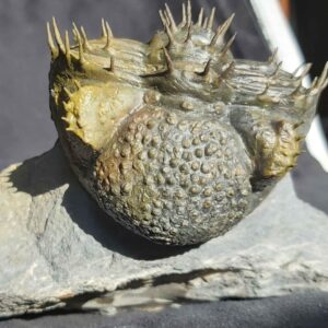 Drotops armatus - Image 4