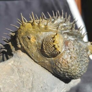 Drotops armatus - Image 3