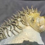 Large Drotops armatus Trilobite from Morocco at the online store www.fossilcave.com