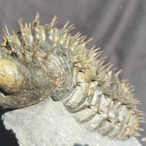 Drotops armatus - Image 5