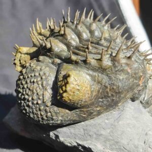 Drotops armatus - Image 6