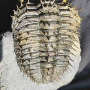 Drotops armatus - Image 7