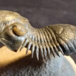 Paralejurus spatuliformis Trilobite from Morocco at the online store www.fossilcave.com