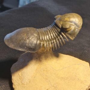 Paralejurus spatuliformis Trilobite from Morocco - Image 5