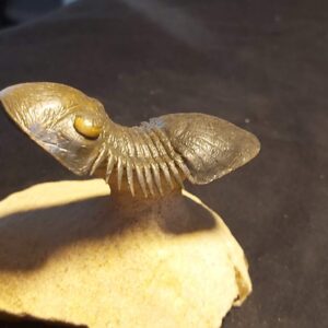 Paralejurus spatuliformis Trilobite from Morocco - Image 4