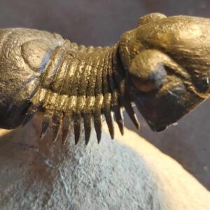 Paralejurus spatuliformis Trilobite from Morocco - Image 3