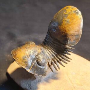 Paralejurus brongniartii Trilobite from Morocco at the online store www.fossilcave.com