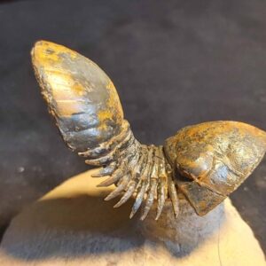 Paralejurus brongniartii Trilobite from Morocco - Image 3