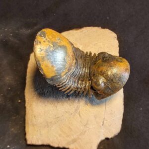 Paralejurus brongniartii Trilobite from Morocco - Image 4