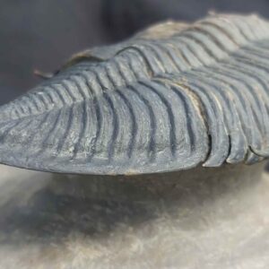 Trilobite Zlichovaspis rugosa - Image 5