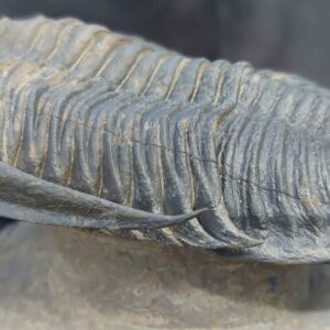 Trilobite Zlichovaspis rugosa - Image 4