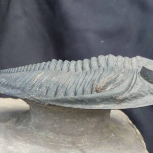 Trilobite Zlichovaspis rugosa - Image 3