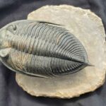 Trilobite Zlichovaspis rugosa from Morocco at the online store www.fossilcave.com