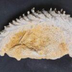 Fossil clam Ostrea (alectryona) carinata from Cretaceous of France