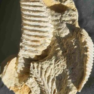 Fossil clam Ostrea carinata from Cretaceous of France - Image 3