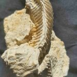 Well preserved fossil clam Ostrea carinata from the cretaceous of France