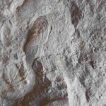 Permian Clam Anthraconauta from Germany at the online store www.fossilcave.com