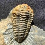 Colpocoryphe rouaulti Trilobite from France at the online store www.fossilcave.com