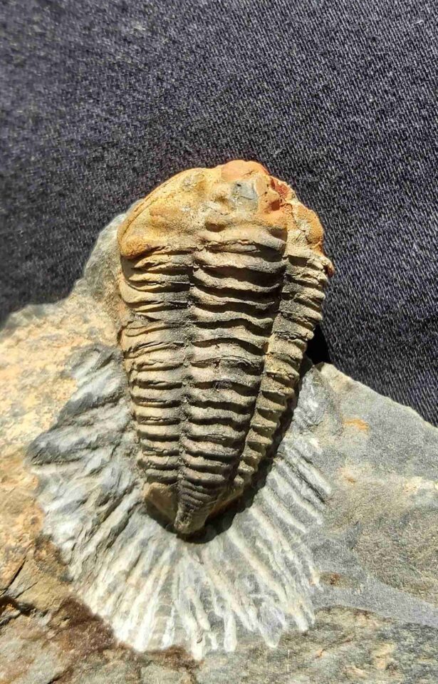 Colpocoryphe rouaulti Trilobite from France