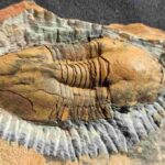 Ectillaenus giganteus Trilobite from France at the online shop www.fossilcave.com