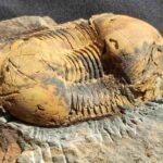 Ectillaenus giganteus Trilobite from France at the online store www.fossilcave.com