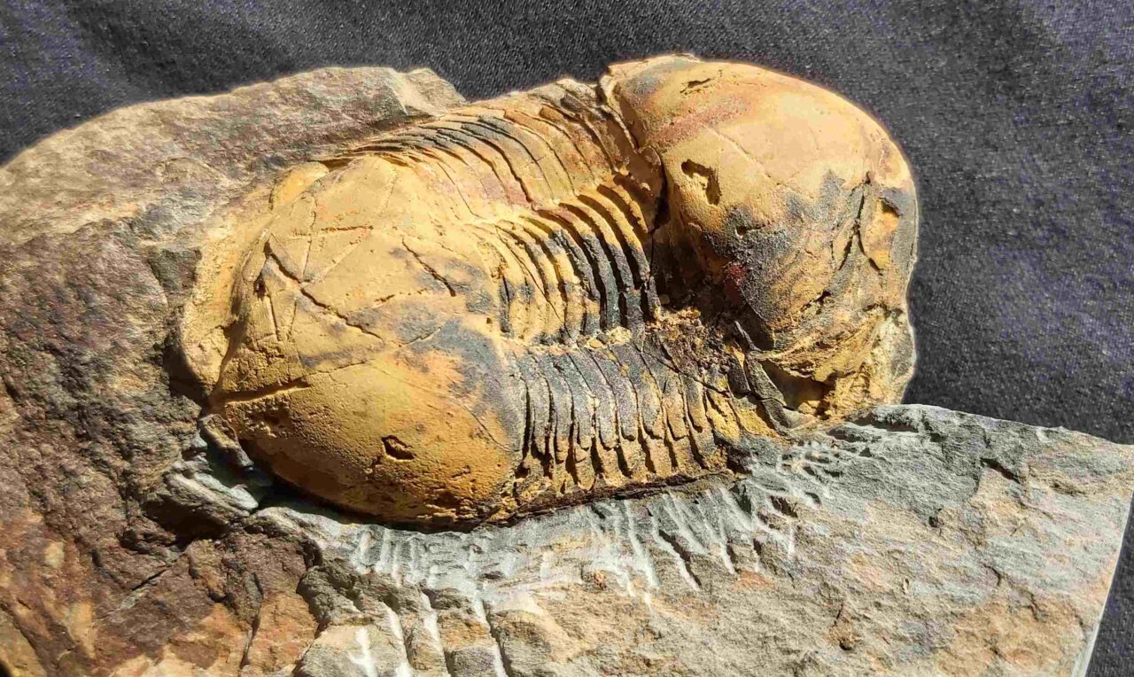 Ectillaenus giganteus Trilobite from France at the online store www.fossilcave.com