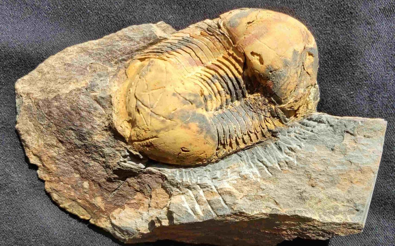 Trilobite from France
