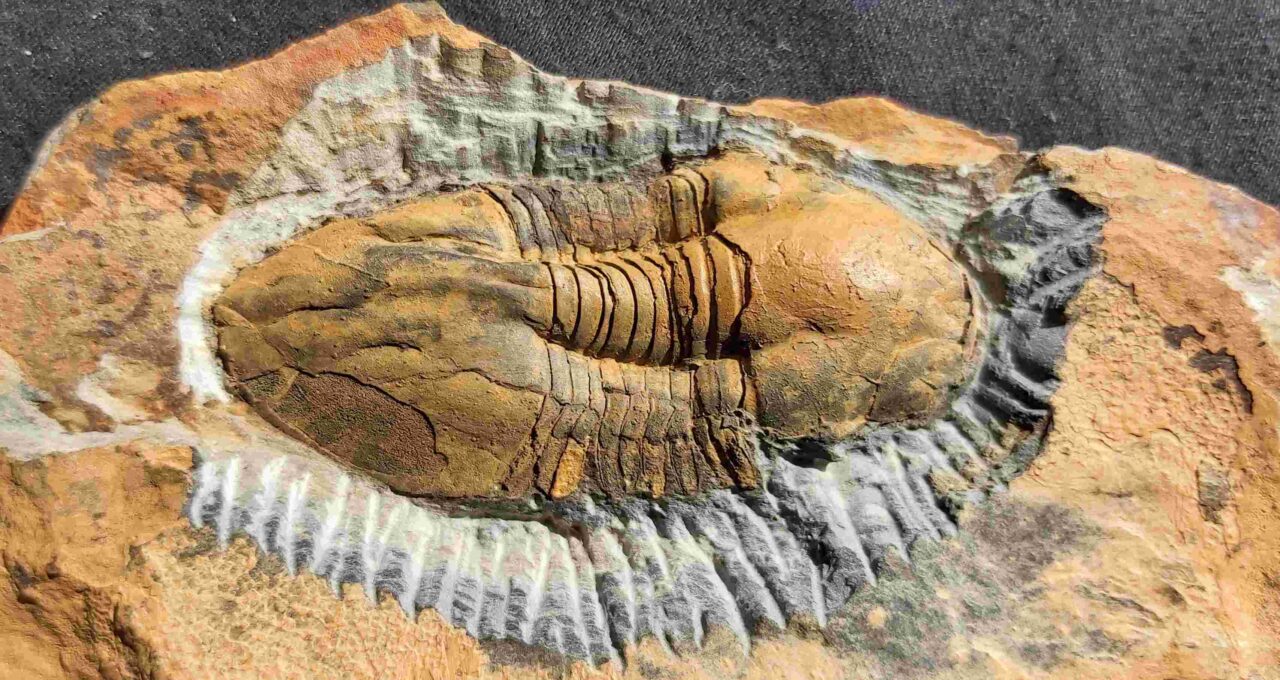 Ectillaenus giganteus Trilobite