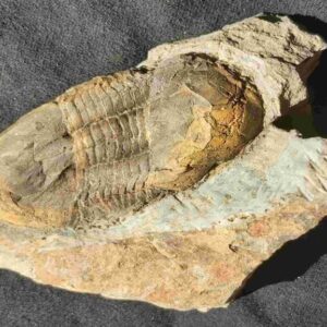 Ectllaenus giganteus trilobite fossil from St. Aubin des Chateaux in france at the online store www.fossilcave.com