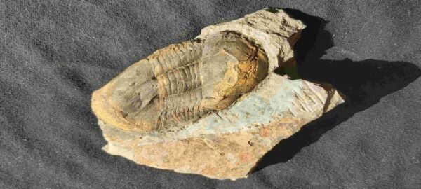 Ectillaenus giganteus Ectllaenus giganteus trilobite fossil from St. Aubin des Chateaux in france at the online store www.fossilcave.com