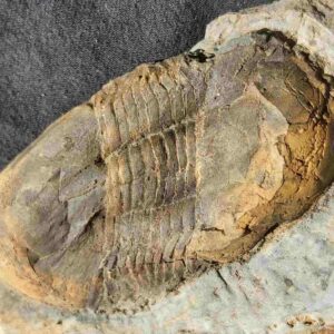 Ectillaenus giganteus Trilobite from France - Image 3