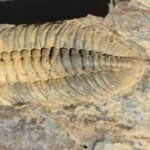 Eodalmanitina macrophtalma Trilobite fossil from France at the online store www.fossilcave.com