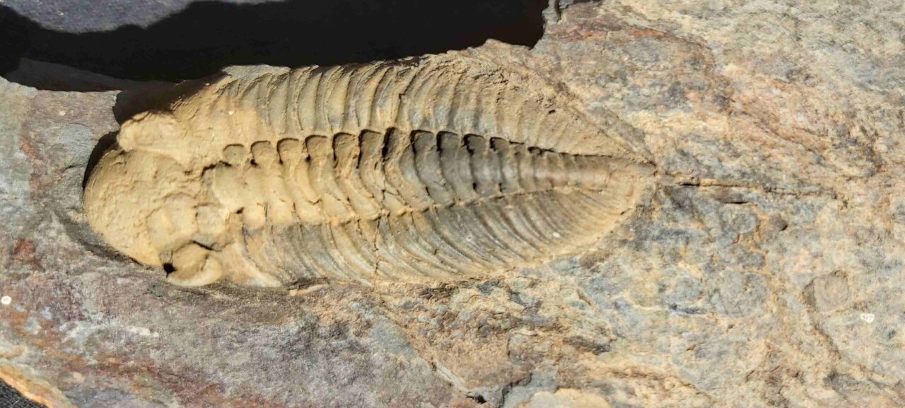 Eodalmanitina macrophtalma Trilobite fossil from France at the online store www.fossilcave.com