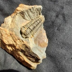 Neseuretus tristani Trilobite from France - Image 3