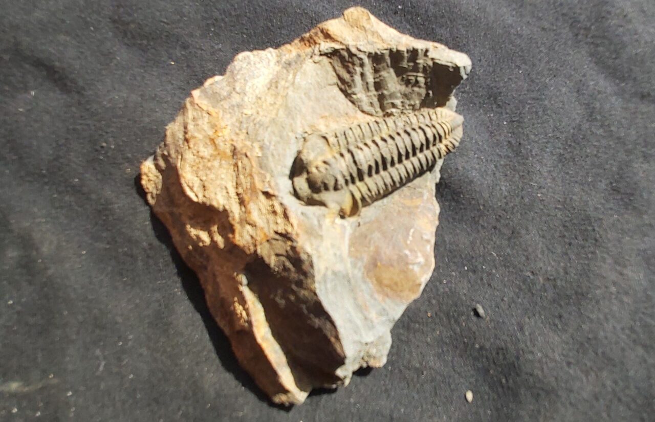 Trilobite from St Aubin des Chateaux in France