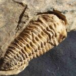 Neseuretus tristani trilobite from France at the online store www.fossilcave.com