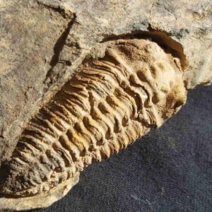 Neseuretus tristani trilobite from France at the online store www.fossilcave.com