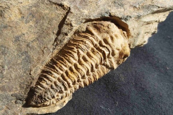 Neseuretus tristani trilobite from France at the online store www.fossilcave.com